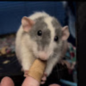 Meet your Posher, Kat